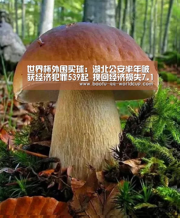 世界杯外围买球:湖北公安半年破获经济犯罪539起 挽回经济损失7.1亿元(图3) 世界杯外围买球